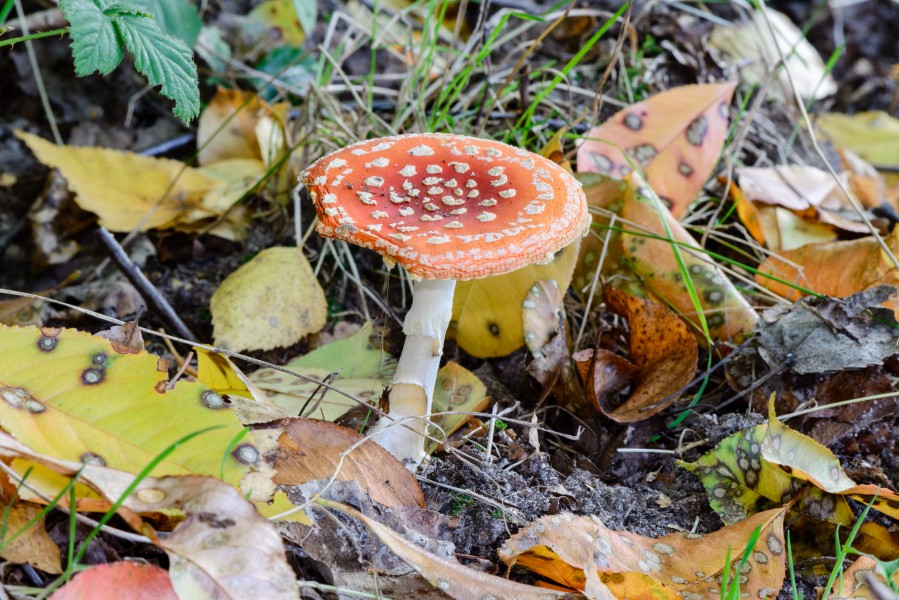 Amanita muscaria - fly agaric - fly amanita - Roter Fliegenpilz - 02