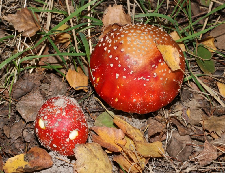Amanita muscaria 2018 G05