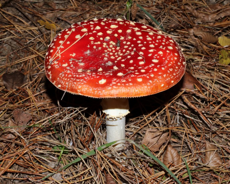 Amanita muscaria 2018 G10