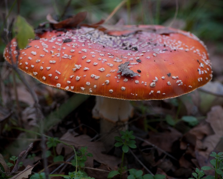 Amanita muscaria (fly Amanita) (11359034215)