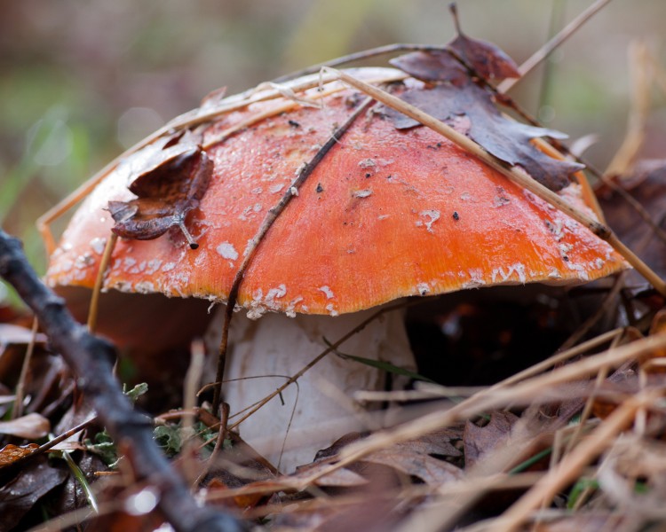 Amanita muscaria (fly Amanita) (11359138004)