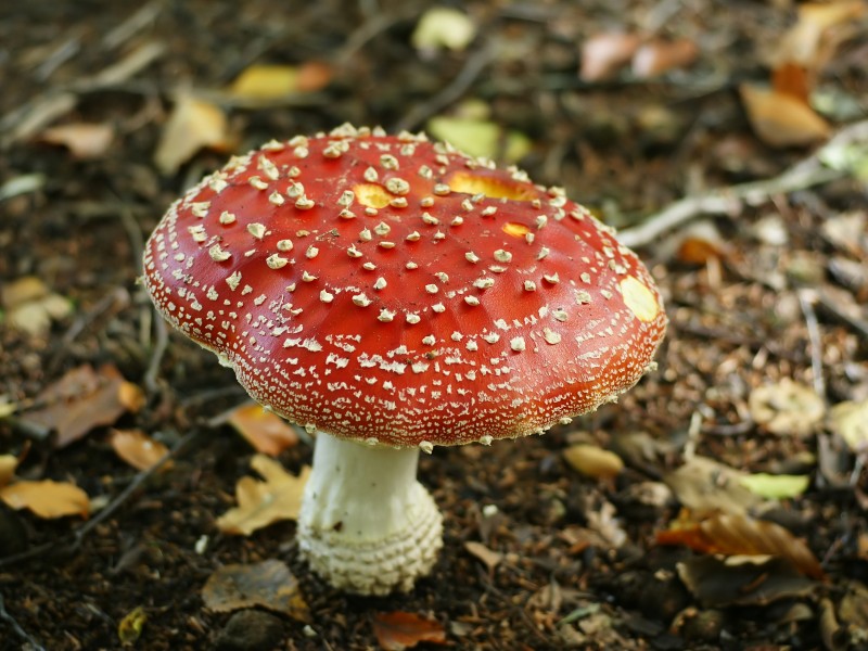 Amanita muscaria (fruiting body)