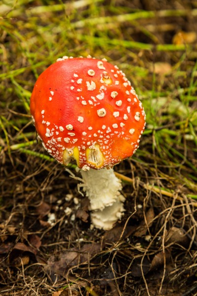 Amanita muscaria, Palmer, Alaska, Estados Unidos, 2017-08-22, DD 24