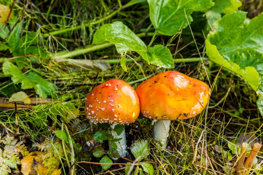 Amanita muscaria, Parque Eagle River, Anchorage, Alaska, Estados Unidos, 2017-09-01, DD 03
