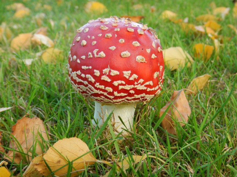 Amanita muscaria A