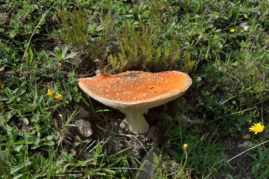 Amanita muscaria Urtijëi