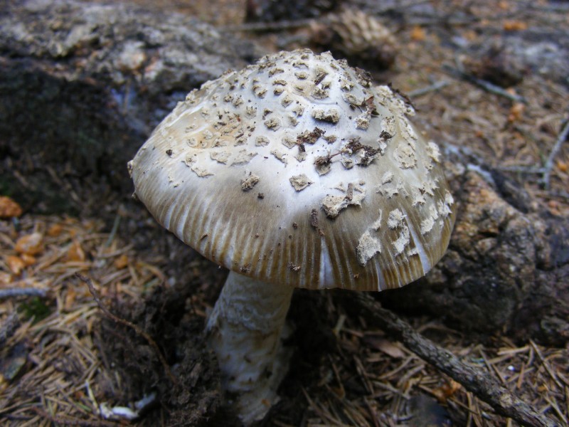Amanita pantherina 