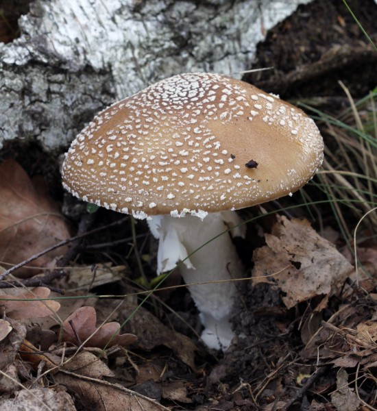 Amanita pantherina 2013 G1