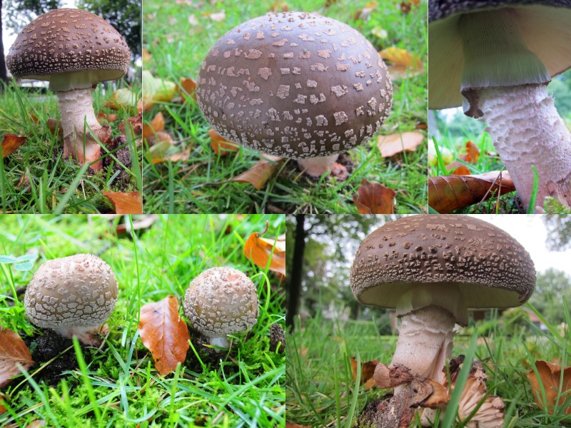 Amanita pantherina (GB= Panthercap, D= Pantherpilz, F= Amanite panthère, NL= Panteramaniet) with a huge and 2 small species at Rozendaal - panoramio