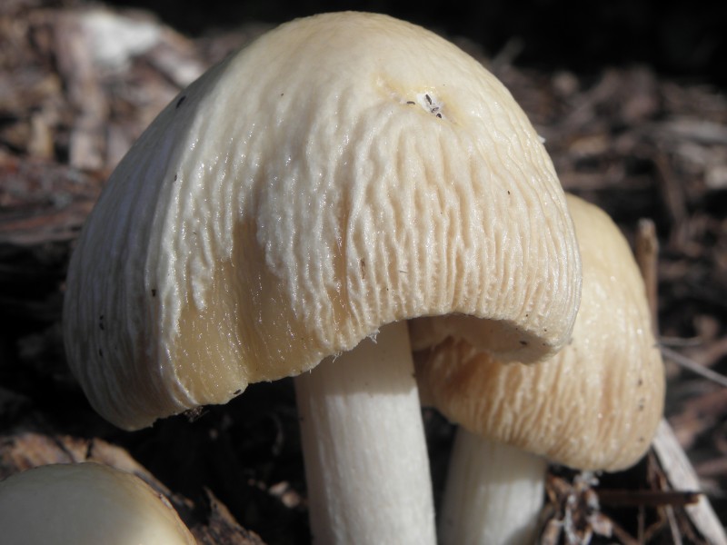 Amanita phalloides.R.H. 08