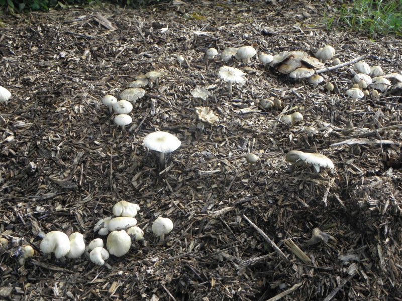 Amanita phalloides.R.H. 10