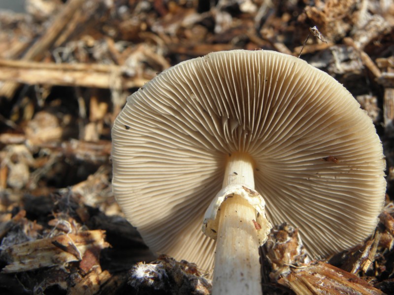 Amanita phalloides.R.H. 13