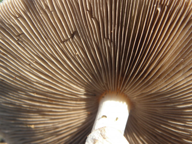 Amanita phalloides.R.H. 14
