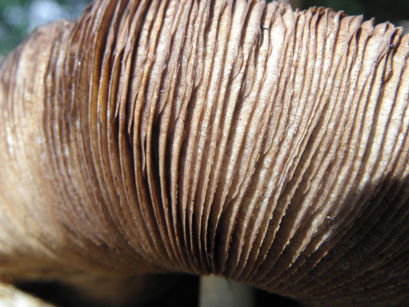 Amanita phalloides R.H. 05