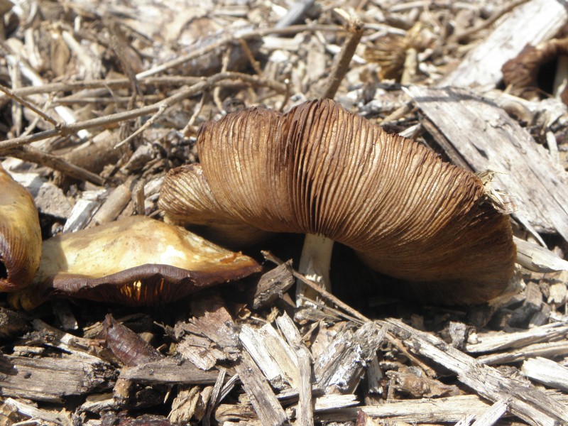 Amanita phalloides R.H. 06