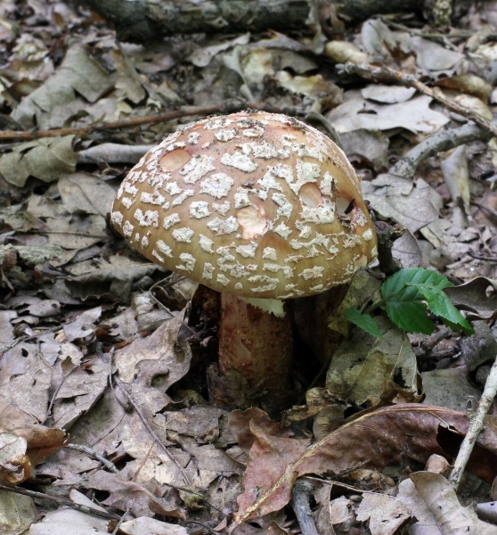 Amanita rubescens 2011 G1