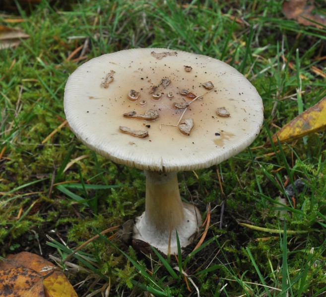 Amanita sp. 2010-10-31