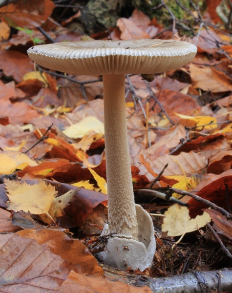 Amanita vaginata, Grisette, UK