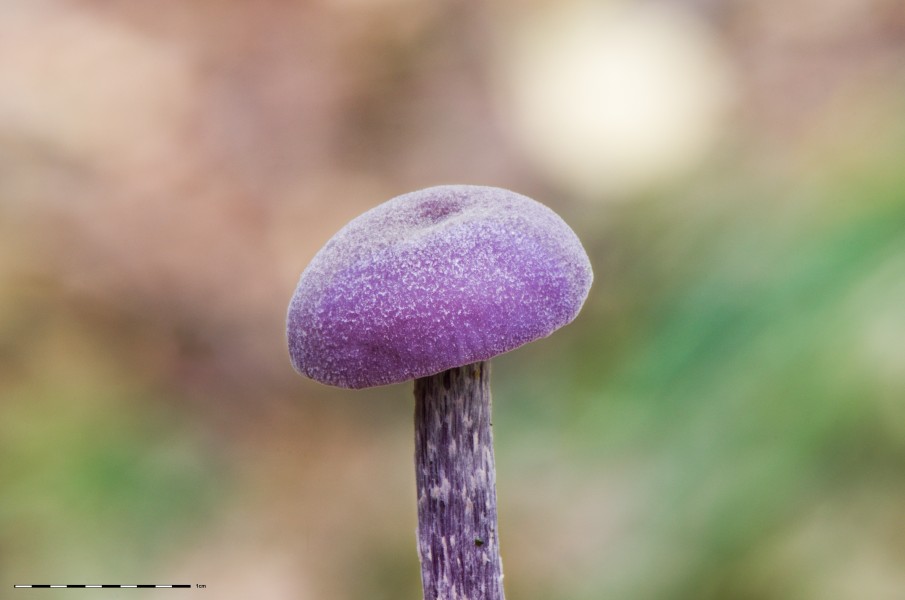 Amethyst Deceiver - Laccaria amethystea - Violetter Lacktrichterling - Laccaria amethystina - 02