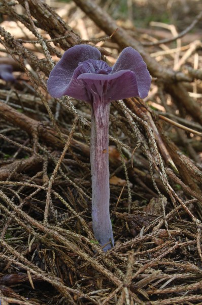 Amethystblaue Lacktrichterling Laccaria amethystea