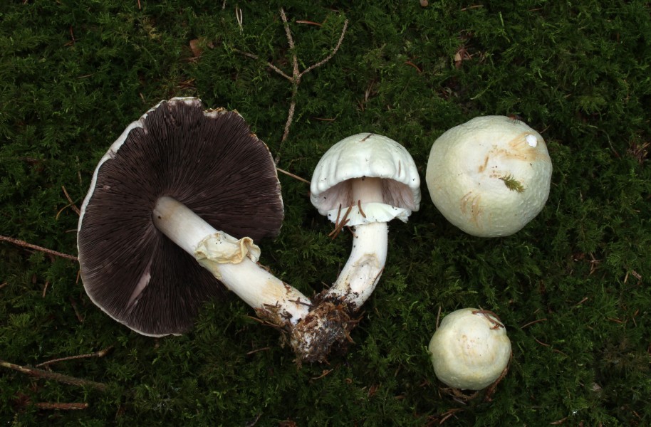 Anis-champignon-Agaricus-silvicola