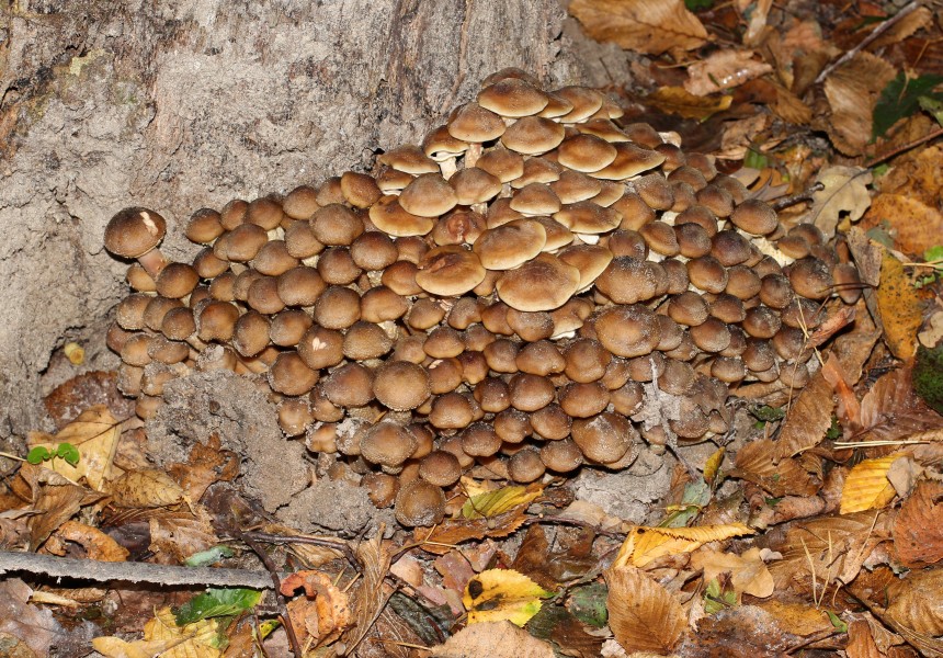 Armillaria mellea 2014 G1