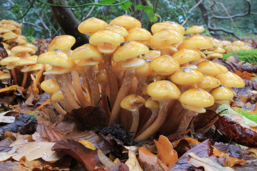 Armillaria mellea, Honey Fungus, UK 1