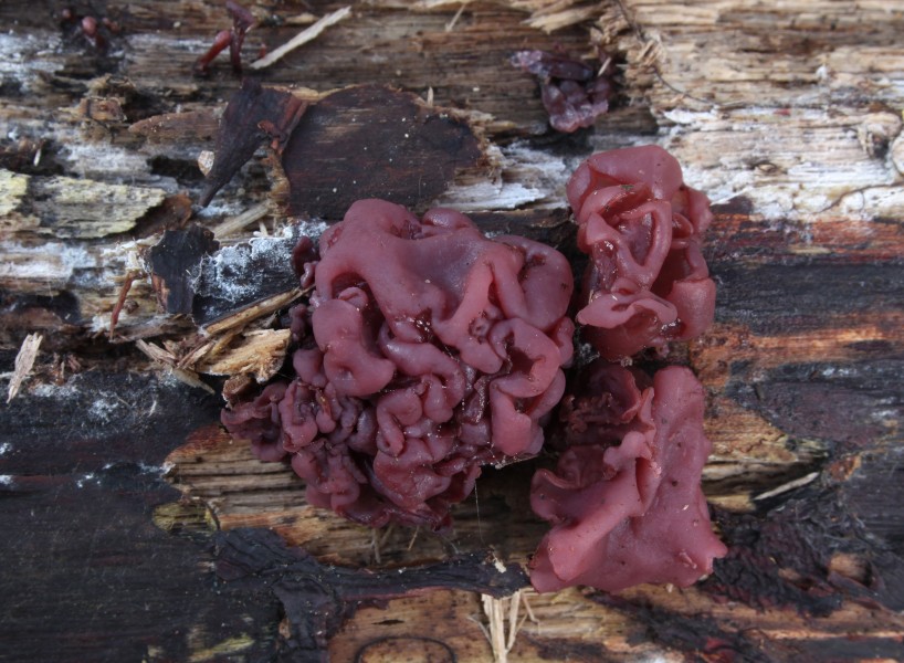 Ascocoryne sarcoides fleischroter gallertbecher