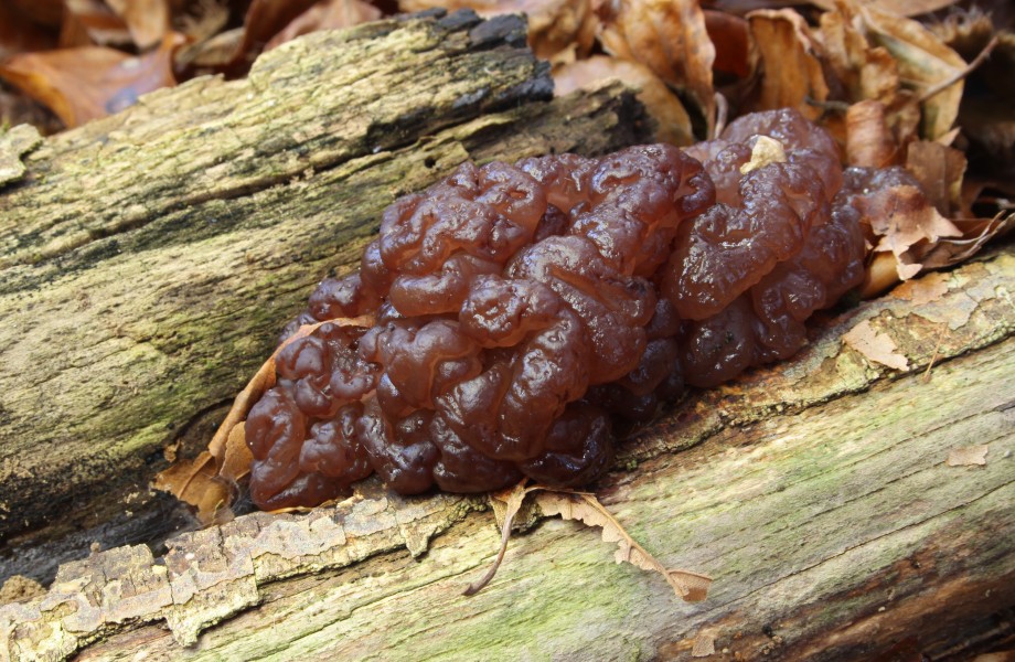 Ascotremella faginea Trugzitterpilz