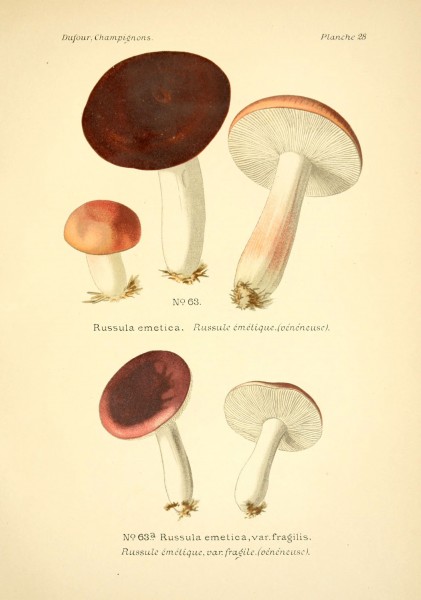 Atlas des champignons comestibles et vénéneux (Planche 28) (6358019317)