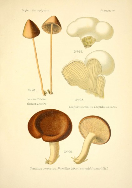 Atlas des champignons comestibles et vénéneux (Planche 41) (6358022561)