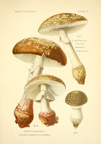 Atlas des champignons comestibles et vénéneux (Planche 5) (6358013975)