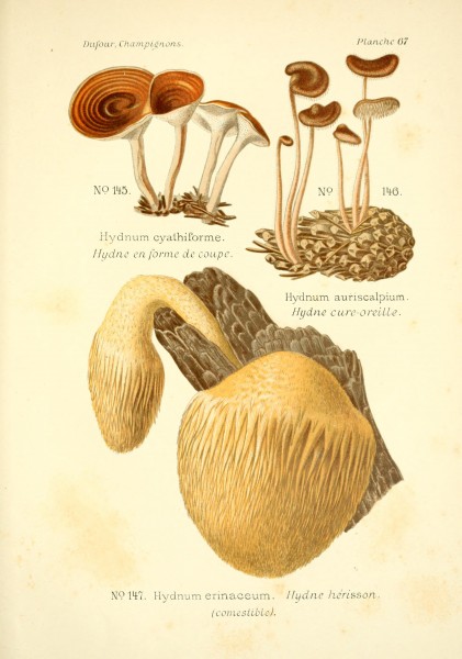 Atlas des champignons comestibles et vénéneux (Planche 67) BHL3270856