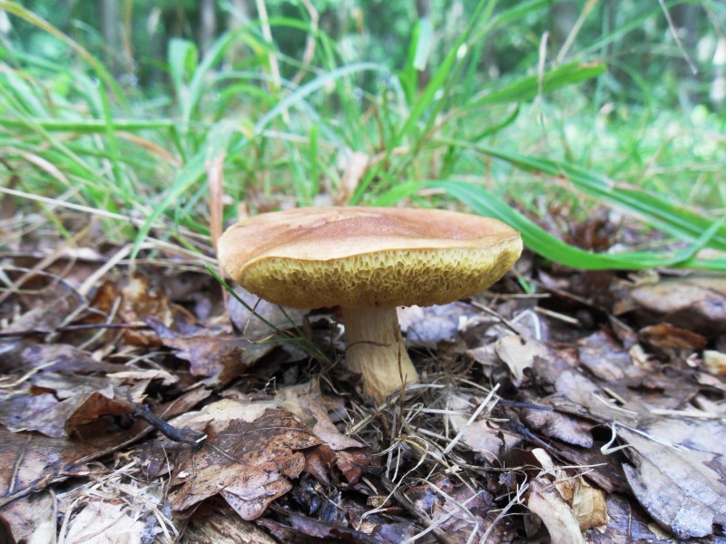 Aureoboletus moravicus 01