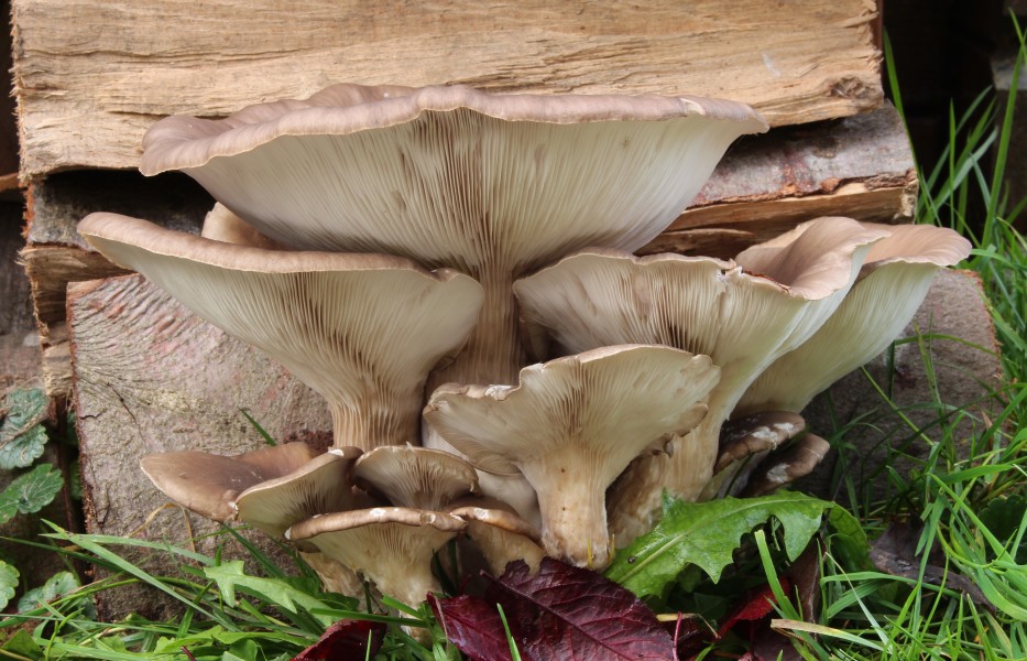 Austern-Seitling Austernpilz Pleurotus ostreatus