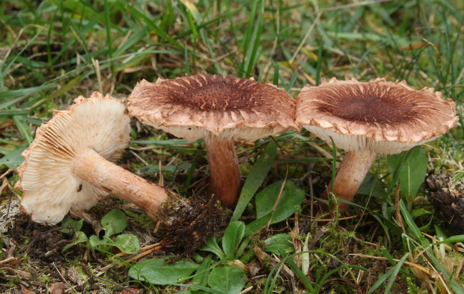 Bärtige Ritterling Tricholoma vaccinum