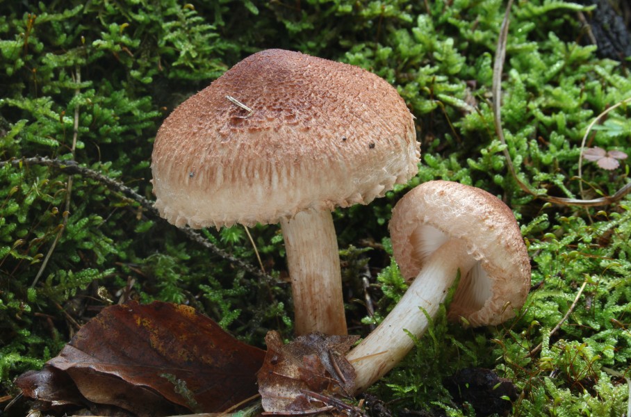 Bärtiger Ritterling Tricholoma vaccinum