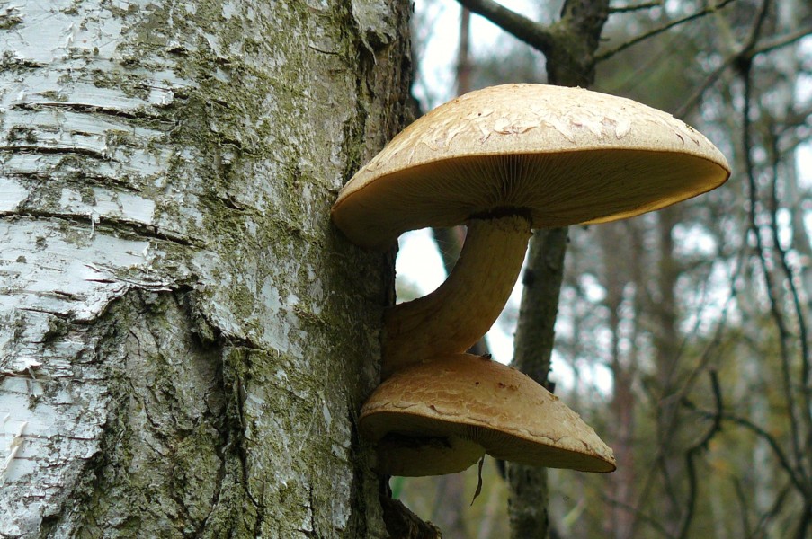 Bagno Chlebowo, fungi (2)