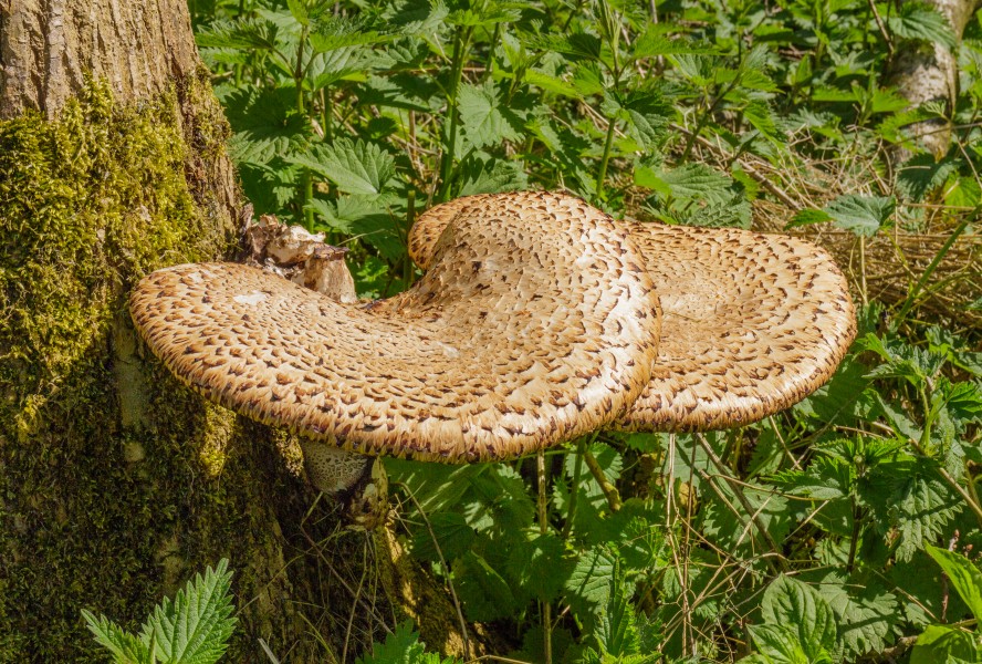Beekdal Linde Bekhofplas. Een waardevol natuurterrein van Staatsbosbeheer In de provincie Friesland 09