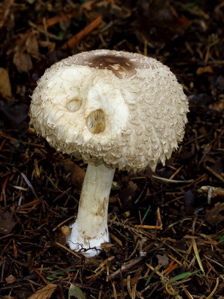 Beschadigde paddenstoel. Locatie, tuinreservaat Jonkervallei 02