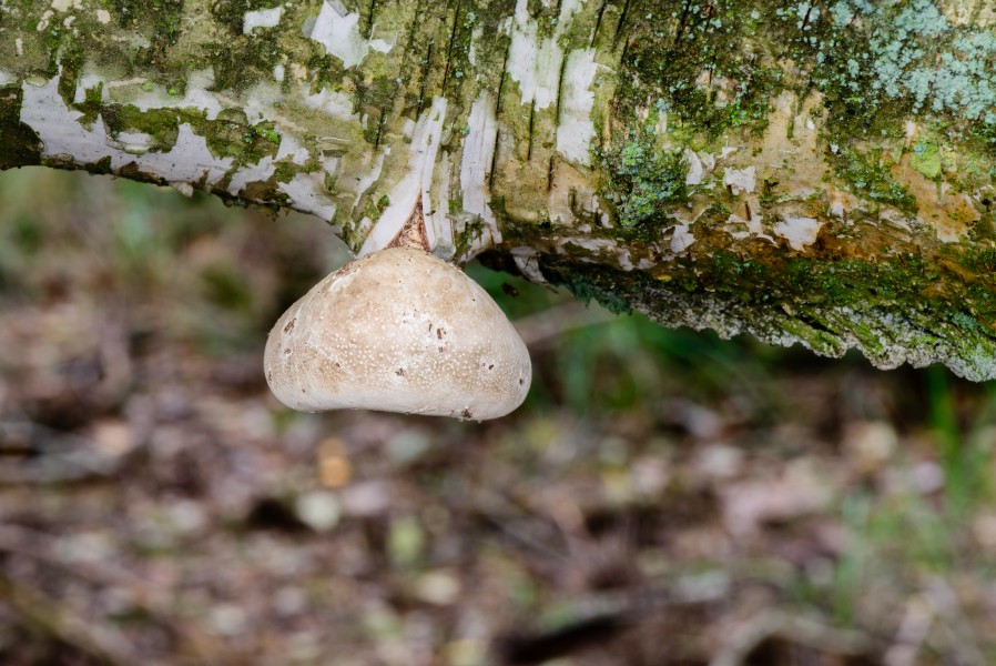 Birkenporling - birch polypore - birch bracket - razor strop - Piptoporus betulinus - 05