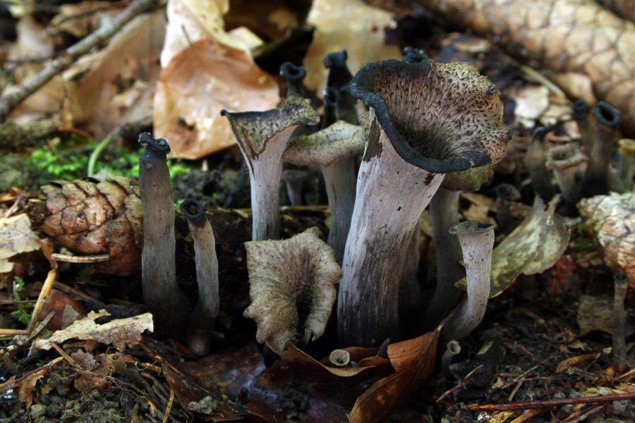 Black trumpet Craterellus cornucopioides