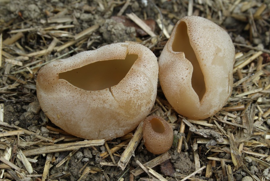 Blasenbecherling Peziza vesiculosa
