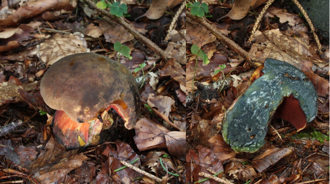 Boletus-erythropus-Flockenstieliger-Hexenröhrling
