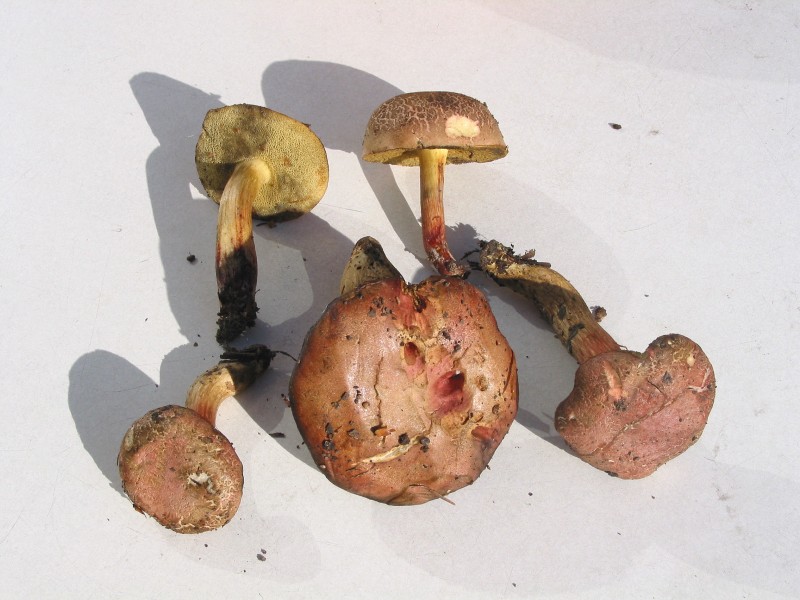 Boletus chrysenteron JPG1