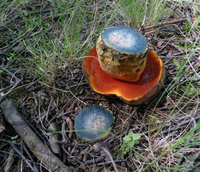 Boletus erythropus 2010 G1