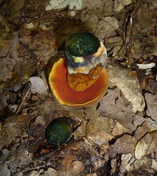 Boletus erythropus 2010 G2