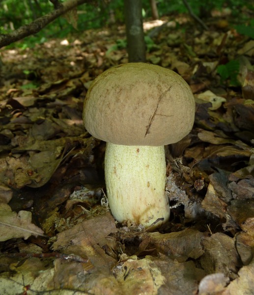 Boletus impolitus 2010 G2