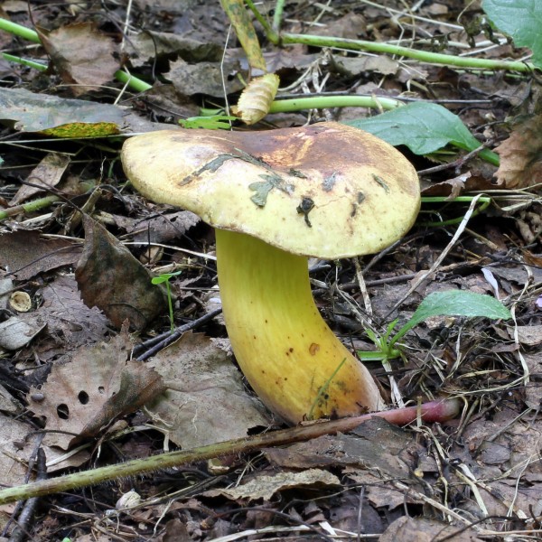 Boletus pulverulentus 2011 G1