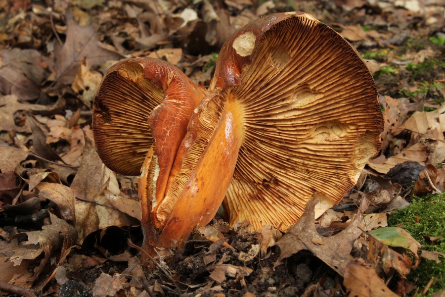 Brätling Lactarius volemus